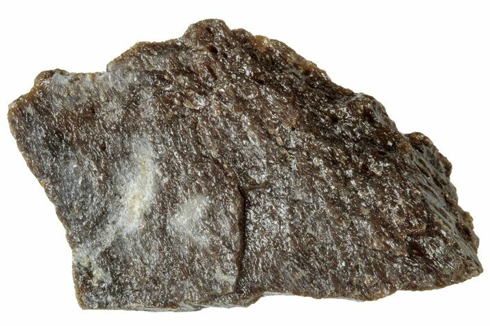 Fossil Tyrannosaur (T rex) Bone Section - Wyoming #313906